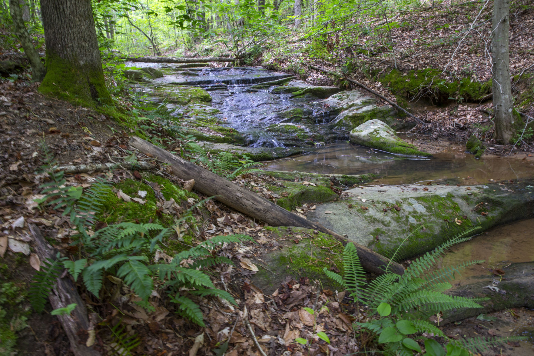 Cascade Preserve hiking trail